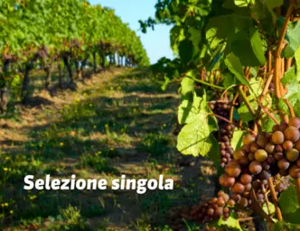Selezione singola